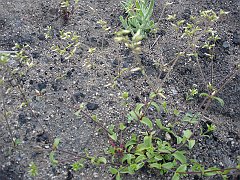 cerastium glomeratum